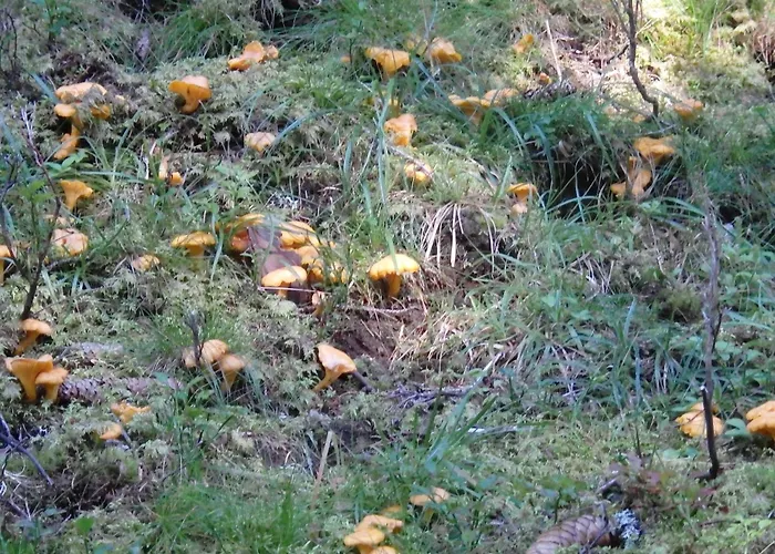 Casa Sauschneider Dom wakacyjny